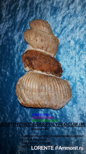 гетероморфные аммониты, Bostrychoceras, Turrilitina, Turrilitoidea, Nostoceratidae, Bostrychoceras polyplocum