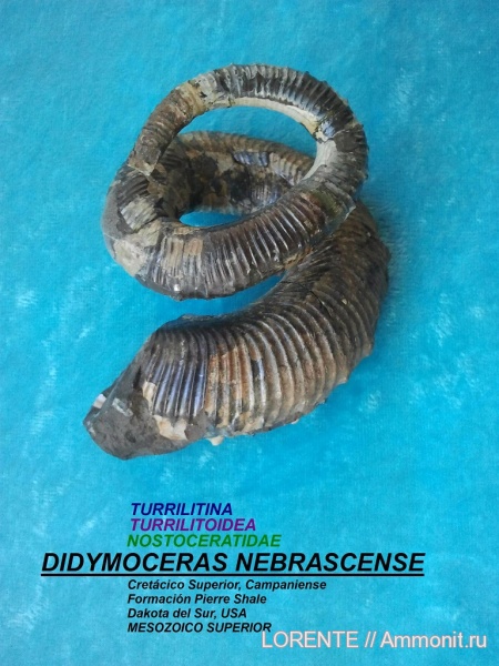 Turrilitina, Turrilitoidea, Nostoceratidae, Didymoceras