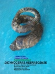 DIDYMOCERAS NEBRASCENSE