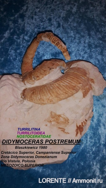 Turrilitina, Turrilitoidea, Nostoceratidae, Didymoceras