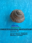 EUBOSTRYCHOCERAS INDOPACIFICUM