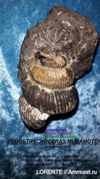 Turrilitina, Turrilitoidea, Nostoceratidae, Eubostrychoceras