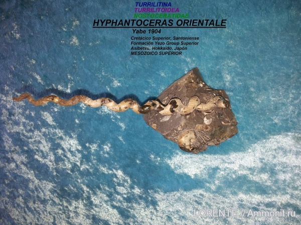 Turrilitina, Turrilitoidea, Nostoceratidae, Hyphantoceras