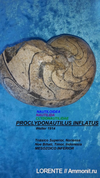 Nautiloidea, Nautilida, Clydonautilidae, Proclydonautilus