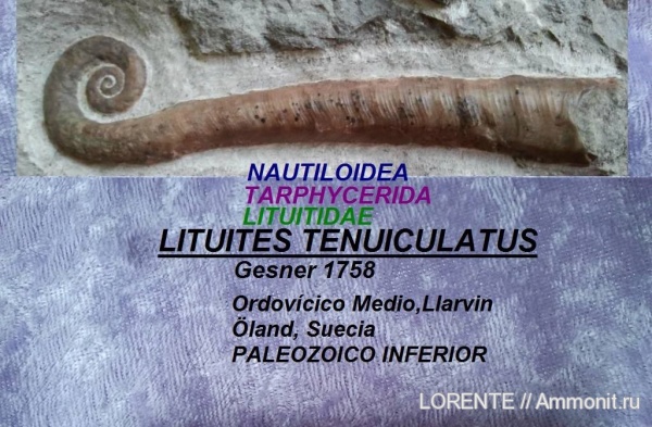 Tarphycerida, Lituites, Lituitidae