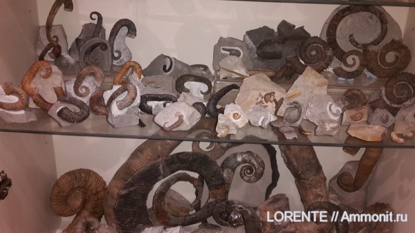 heteromorph ammonites