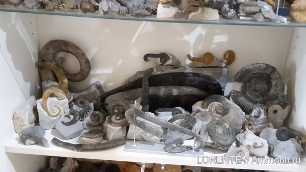 heteromorph ammonites