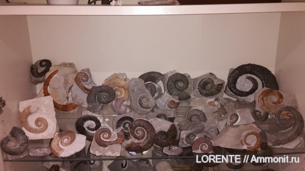 Ancyloceratina, Ancyloceratoidea, Crioceratitidae, Emericiceratidae