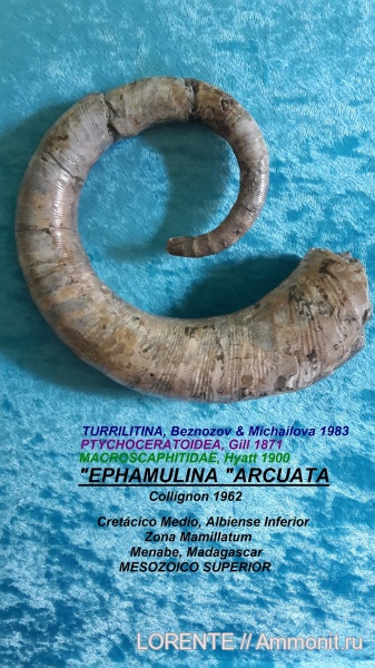 Macroscaphitidae, Turrilitina, Ptychoceratoidea, EPHAMULINA ARCUATA, Ephamulina