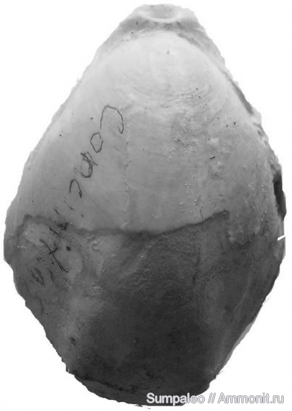 Terebratulida, Concinnithyris, Concinnithyris obesa