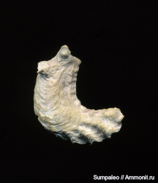 bivalvia, Upper Cretaceous, Sumy region, Ukraine, Lopha falcata