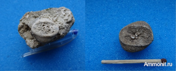 карбон, Platyplateum, ?, Platyplateium