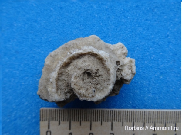 гастроподы, карбон, Московская область