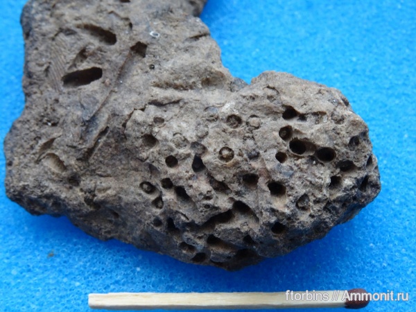 карбон, Московская область, кораллиты