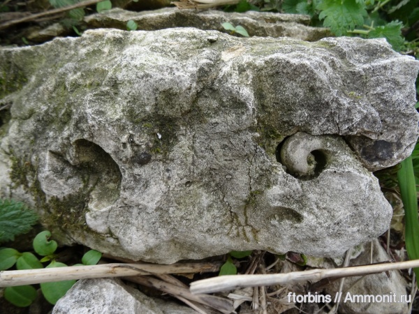 гастроподы, моллюски