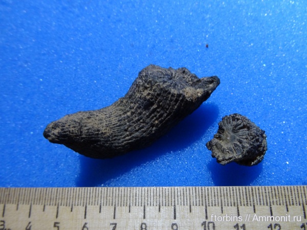 карбон, кораллы, кишечнополостные, беспозвоночные, ругозы, Rugosa