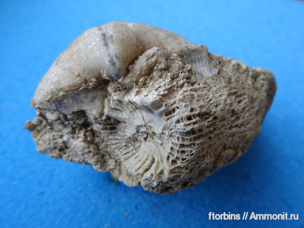 брахиоподы, морские ежи, карбон, кораллы, Choristites, Московская область, иглы