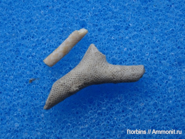 карбон, мшанки, Московская область