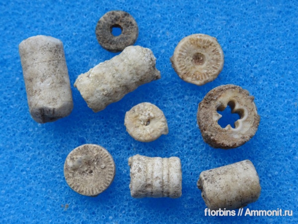 морские лилии, карбон, криноидеи, Московская область