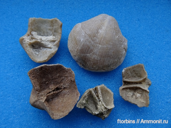 брахиоподы, карбон, Московская область