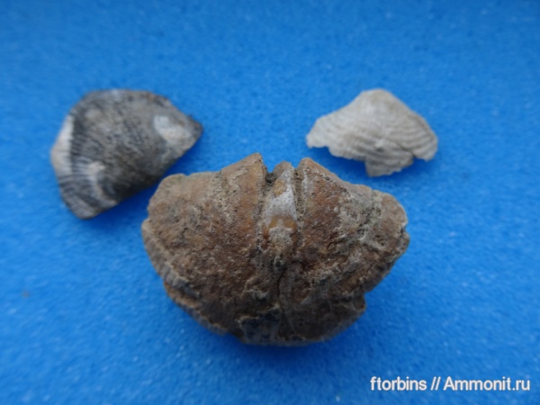 брахиоподы, карбон, Московская область