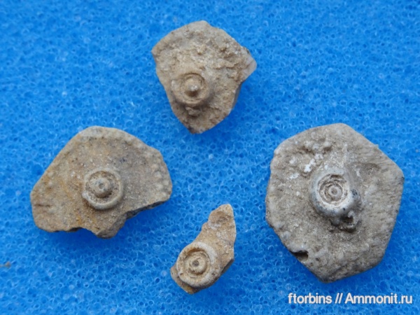 морские ежи, иглокожие, карбон, Московская область