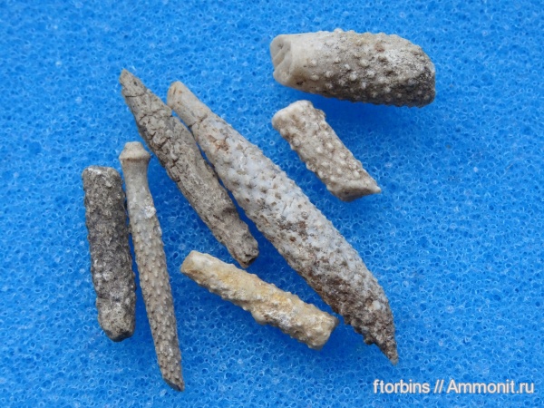 морские ежи, иглокожие, карбон, Московская область