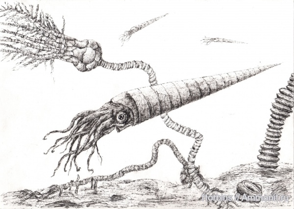 головоногие моллюски, Московская область, Crinoidea, Actinocerida
