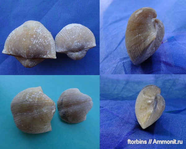 брахиоподы, Choristites, Choristites mosquensis