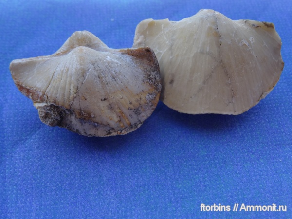 брахиоподы, Choristites