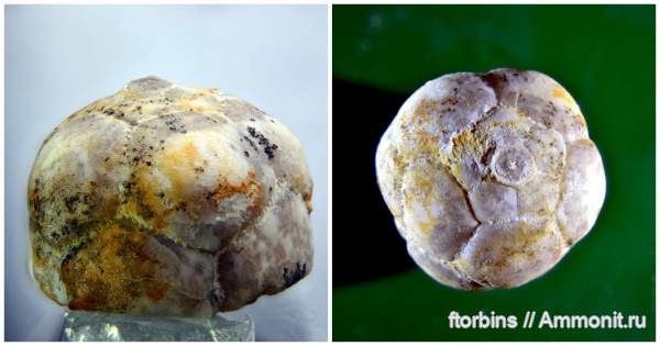 морские лилии, Dicromyocrinus subornatus, Crinoidea, Акатьевский карьер