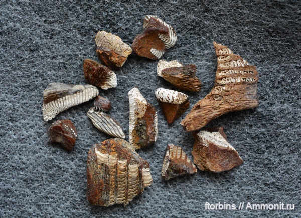 Находки из Тамбовской области