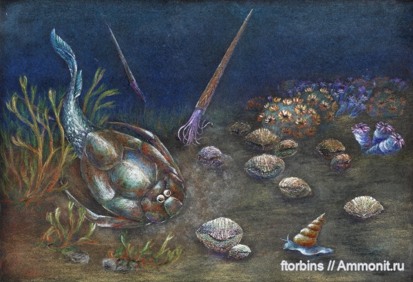 брахиоподы, девон, мшанки, кораллы, рыбы