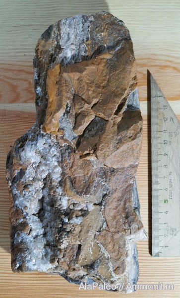 Окаменелое дерево