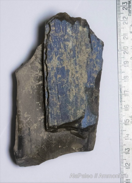 окаменевшее дерево, Казахстан