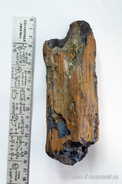 окаменевшее дерево, Казахстан