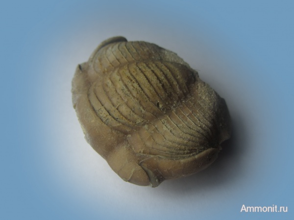 Ленинградская область