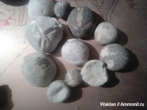 морские ежи, Дагестан