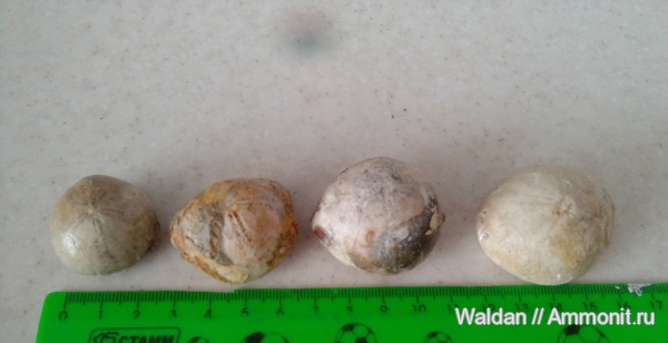 морские ежи, Дагестан