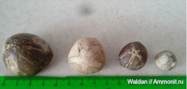 морские ежи, Дагестан