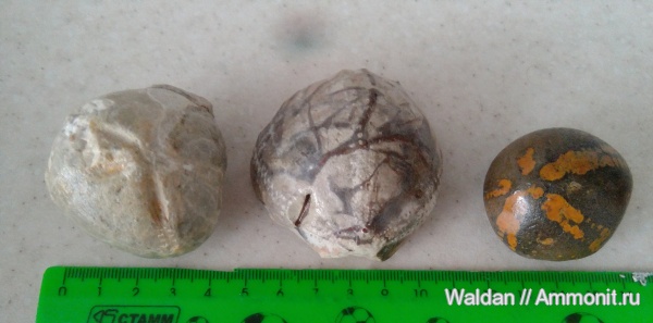 морские ежи, Дагестан