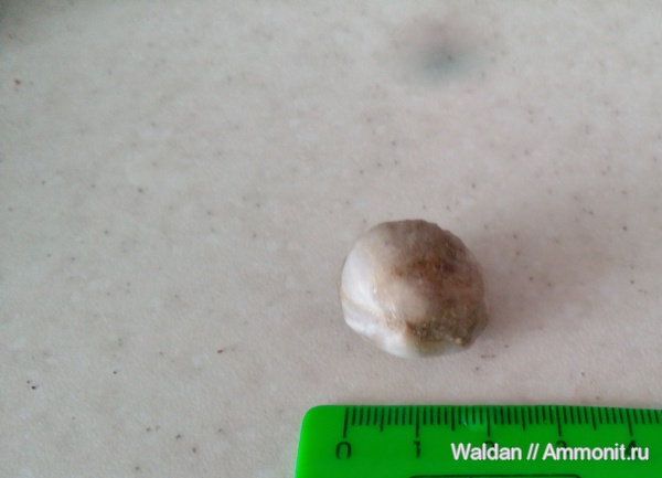 раковины, Дагестан