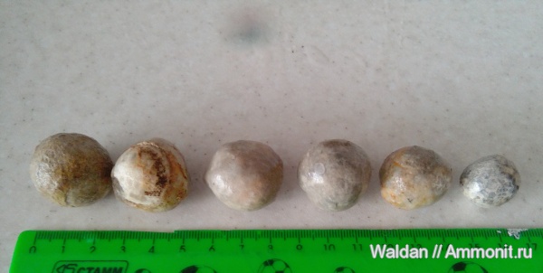 окаменелости