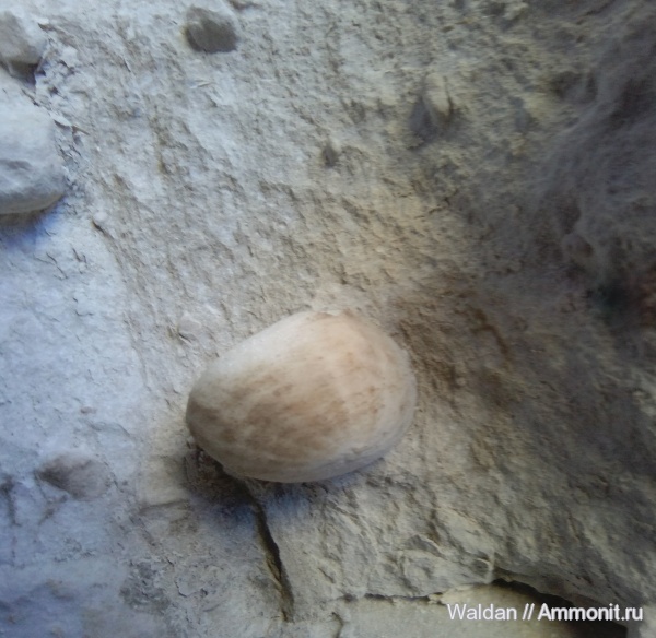 морские ежи, Дагестан