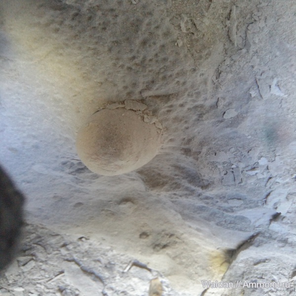 морские ежи, Дагестан