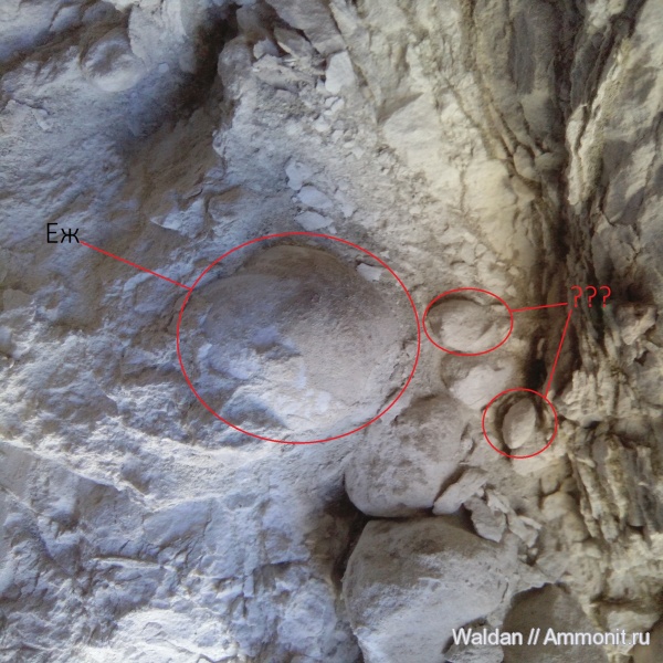 морские ежи, Дагестан