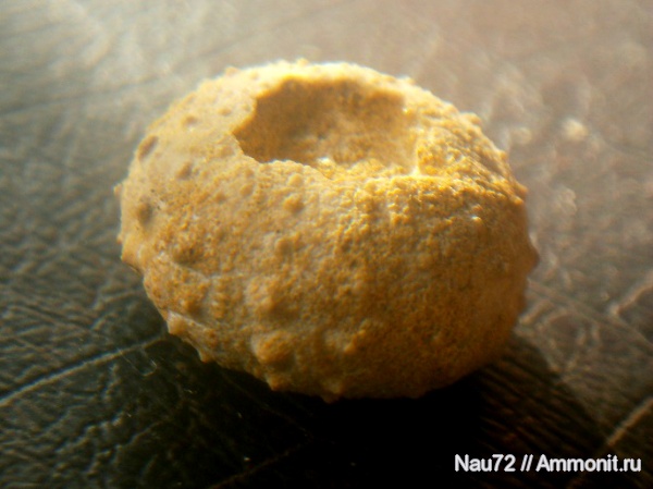 морские ежи, Крым, готерив, Phymosoma, нижний готерив