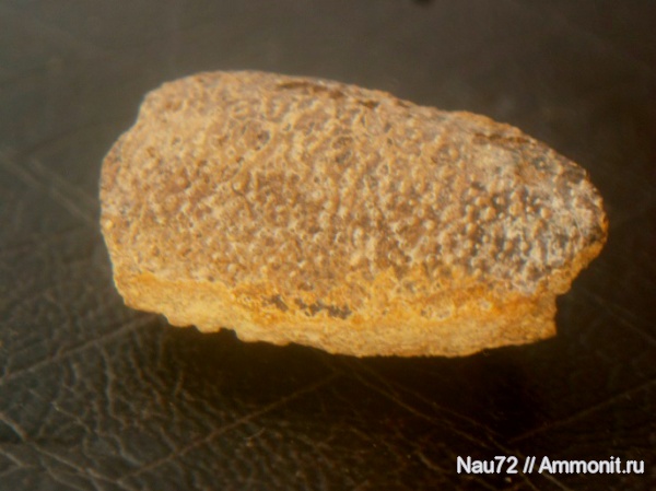 ракообразные, раки, Крым, готерив, Hoploparia, нижний готерив, Hoploparia dentata