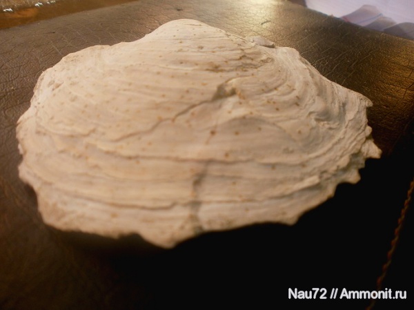 двустворки, Крым, верхний мел, Picnodonte mirabilis, Picnodonte