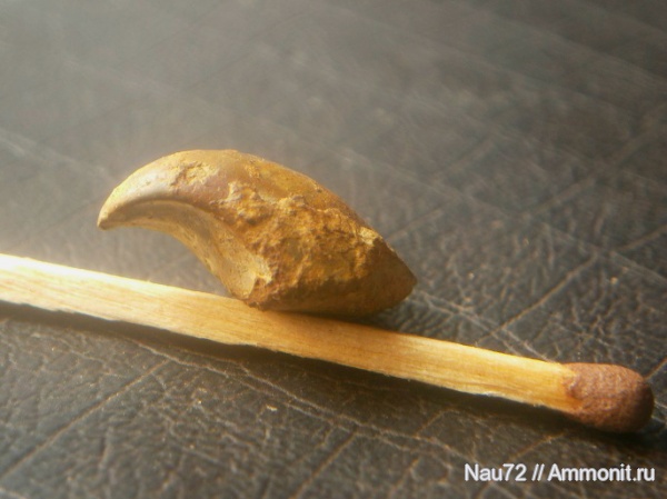 двустворки, Крым, готерив, нижний готерив